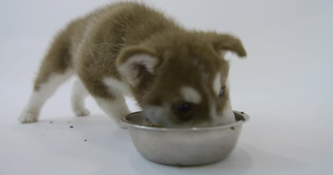Little Siberian Husky puppy eats