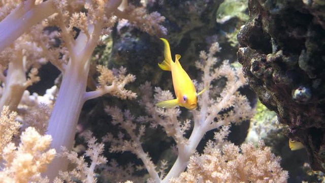Harem Flag Basslet sea goldie lyretail coralfish anthias or scalefin anthias