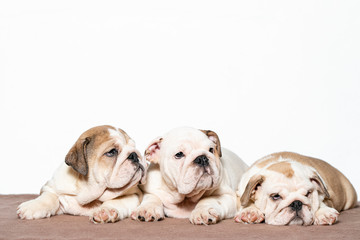 three English bulldog puppies, watching