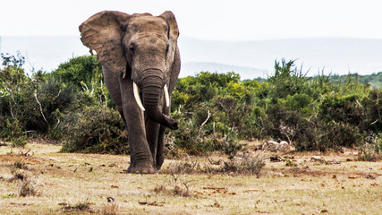 lone elephant bull