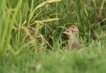 Grey francolins in the green