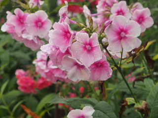Pink Phlox flowers covered with water droplets. After the rain.