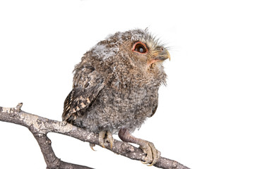 Owl isolated on a white background