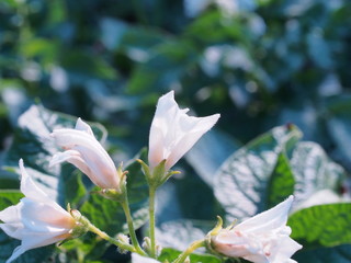 Small white flowers of the potato. In the garden.