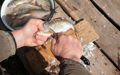 close-up of hands brushing roach with a knife, luska drops from raw fish on wooden boards