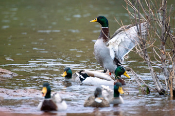 Canards au lac du Salagou