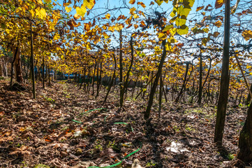 Fototapeta premium Vinhedo, região de Bento Goncalves, Rio Grande do Sul, Brasil, foto de Ze Paiva, Vista Imagens.