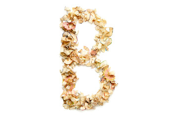 Letter B