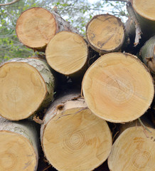 Cut Timber Waiting to be taken away