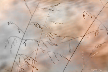Grasses Blowing By Water