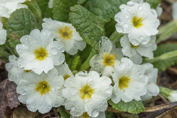 Bush of a white blossoming primrose. Spring time. First flowers.Close up