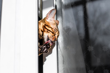 A Bengal cat looks out of a crack and licks its paw