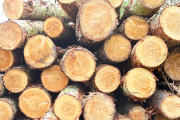 Cut Timber Waiting to be taken away