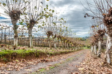 Vale dos Vinhedos, região de Bento Goncalves, Rio Grande do Sul, Brasil, foto de Ze Paiva, Vista...