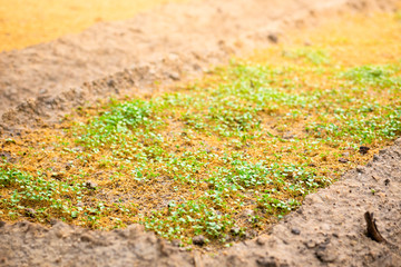 green young plants in the field after farmer watering.