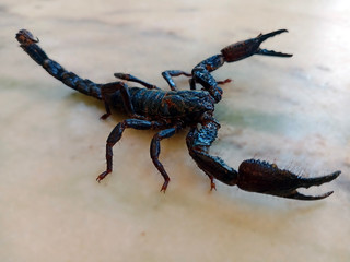 INDIAN SCORPION WITH BLUR BACKGROUND.