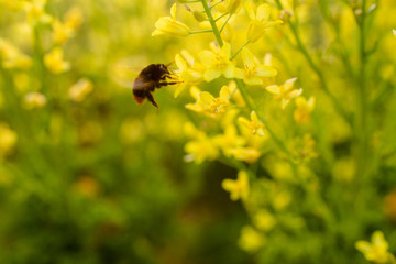 Bumble bees harvest pollen at sunset.