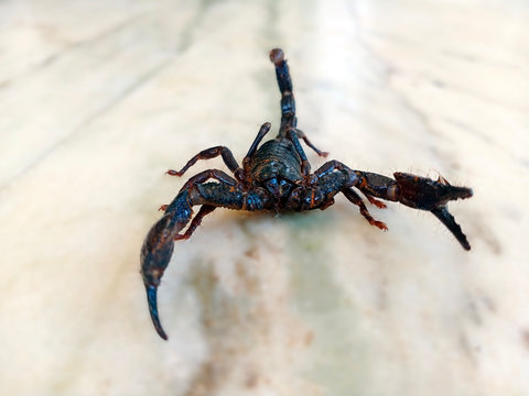 INDIAN SCORPION WITH BLUR BACKGROUND.