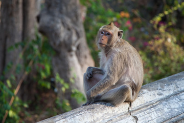 Naklejka na ściany i meble Monkey looking into the distance and dreaming. Long-tailed macaque crab-eating macaque) in Thailand