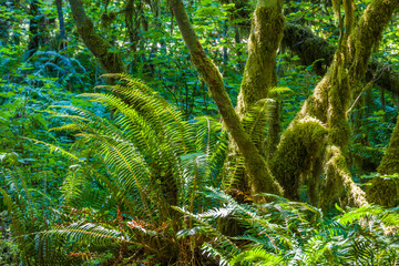 Along the Hall of Mosses Trail in the Hoh Rain Forest iin Olypmic National Park in Washington State in the United States.