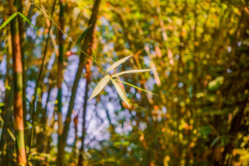 Cu Chi tunnel, historic famous place in Vietnam war, army dig underground dug out to living, now it's heritage destination for Viet Nam travel in Ho Chi Minh city