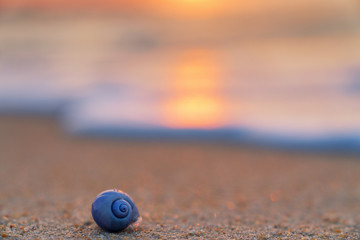 Muschel am Strand