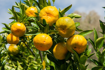 Bergamots