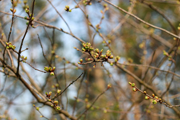 A sprig of fruit tree with blossoming young green buds on a blurry spring background
