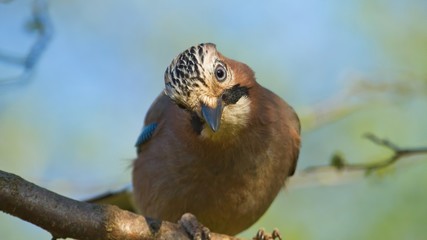 Eurasian Jay bird closeup looking curious on blue sky background, Garrulus glandarius