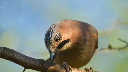 Nahaufnahme von einem Eichelhäher, der neugierig nach unten sieht, Garrulus glandarius