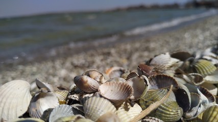 seashells on the beach