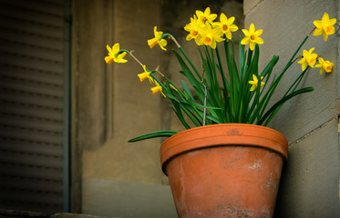 A bunch of fresh yellow flowers in front of a closed window
