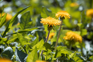 Yellow dandelions in the meadow, warm springtime floral background