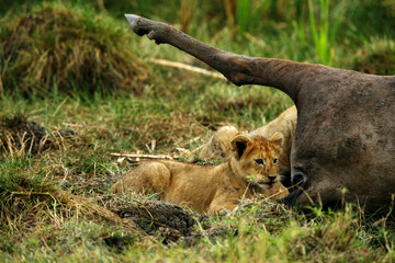 Lion cubs near carcass