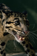 Naklejka premium TOP CATS ASIA