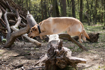 Labrador