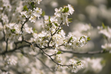 Cherry tree in blossom, spring outdoor background