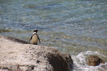Obraz premium A single spectacled penguin on a rock at Boulders Beach. In Simon’s Town, where a penguin colony lives. South Africa, Africa.