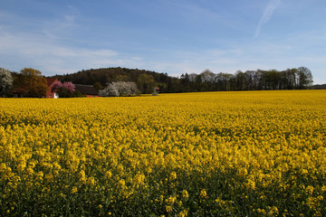 Ein Rapsfeld in Hagen