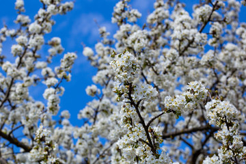 White cherry blossom.