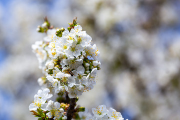 White cherry blossom.