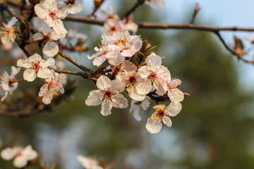 Spring flowering in orchard on blurry background