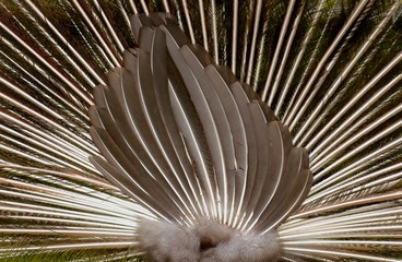 Obraz premium Peacocks backside