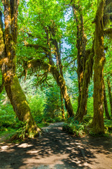 Hall of Mosses Trail in the Hoh Rain Forest iin Olypmic National Park in Washington State in the United States.