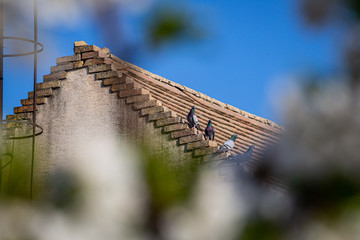 Roof of the house with pigeons.