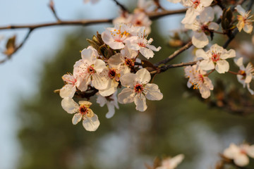 Spring flowering in orchard on blurry background
