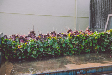 Beetroot ready to go to the shop