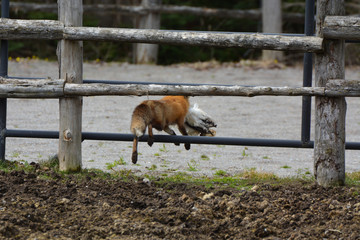Red Fox stealing a chicken