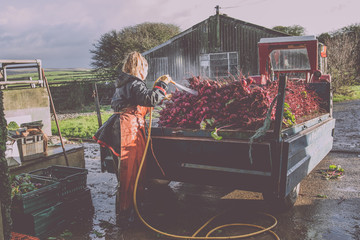 Female Farmer washing beetroot
