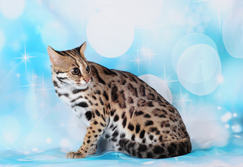 asian leopard cat in the blue background © danilobiancalana